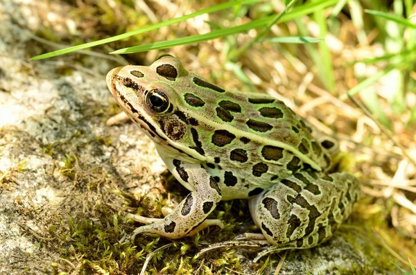 Leopard жаба — стокове фото