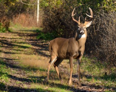 Whitetail Deer Buck clipart