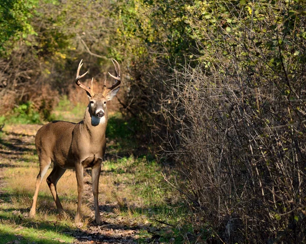 Whitetail Deer Buck — Stock Photo, Image