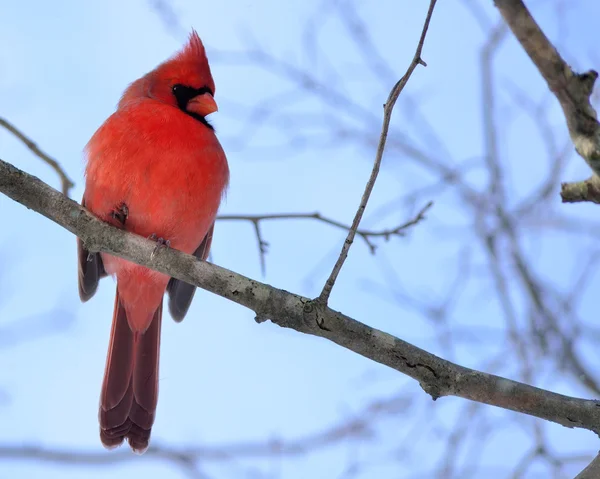 Kardinal erkek — Stok fotoğraf