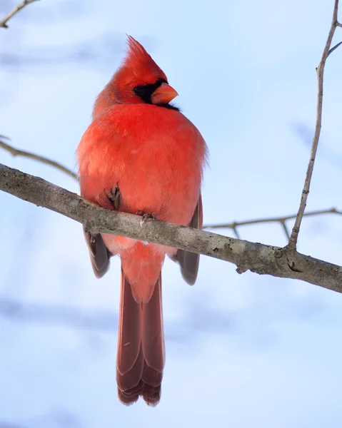 Cardinal Male — Stock Photo, Image
