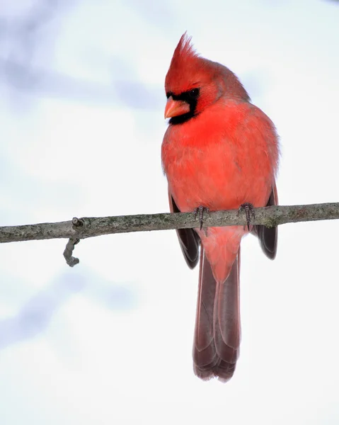 Kardinalmännchen — Stockfoto