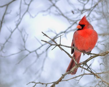 Cardinal Male clipart