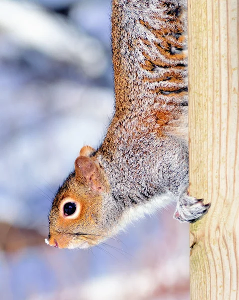 Wiewiórka szara — Zdjęcie stockowe