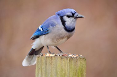 Blue jay clipart