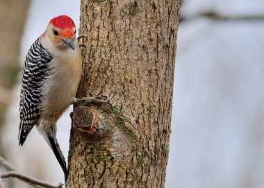 Red-bellied Woodpecker clipart