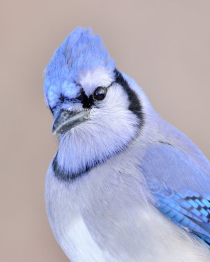 Closeup Of A Blue Jay clipart