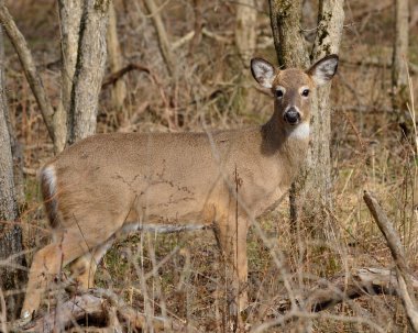 Whitetail Dee Doe