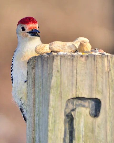 stock image Red-bellied Woodpecker