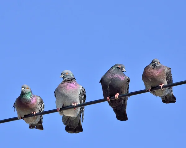 Kablodaki Kuşlar — Stok fotoğraf