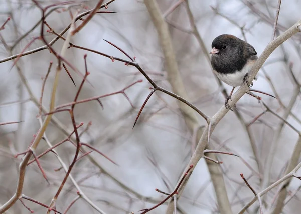 Schieferfarbener Junco — Stockfoto