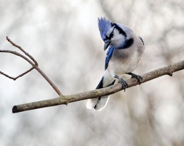 Blue jay clipart