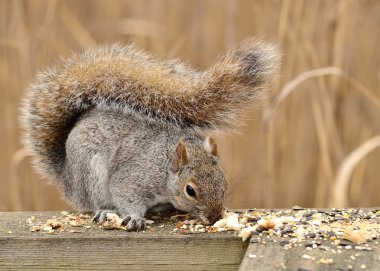 Gray Squirrel clipart