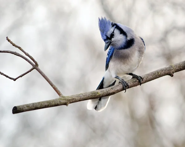 # Blue Jay # — Foto Stock