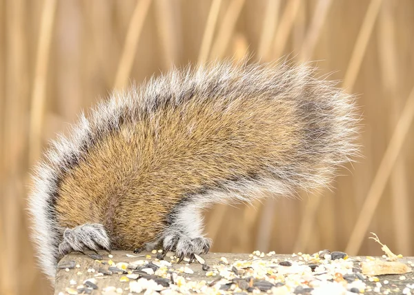 회색 다람쥐 꼬리 — 스톡 사진