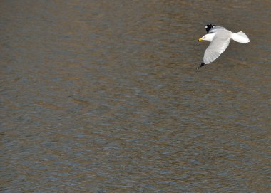 Ring-billed martı