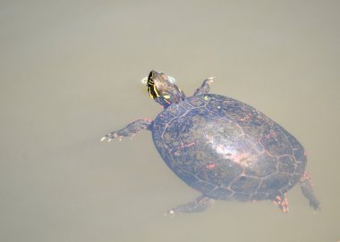 Painted Turtle clipart