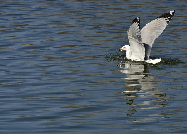 Ring-billed Seagull — Zdjęcie stockowe