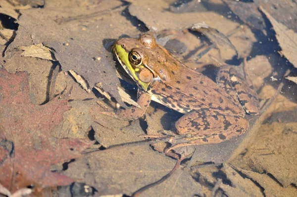 Leopar kurbağa — Stok fotoğraf
