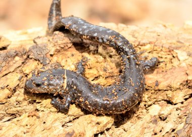 Mavi benekli semender (Ambystoma laterale)