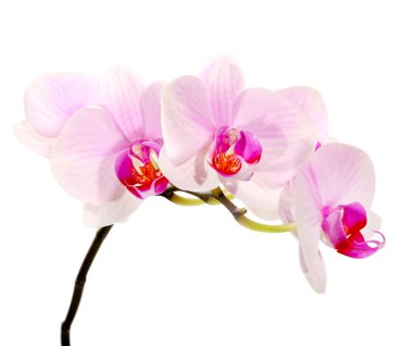 Orkide çiçek üzerinde beyaz izole