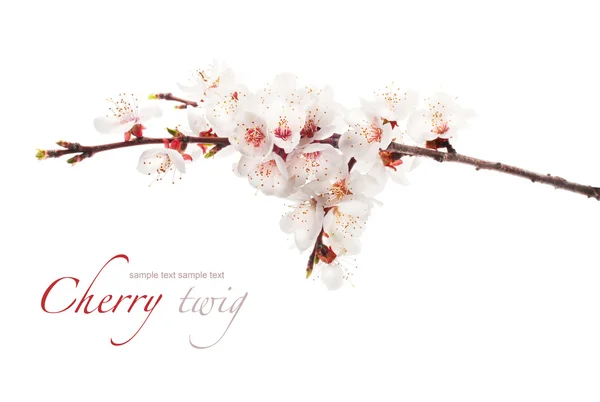 Cherry twig in bloom — Stock Photo, Image