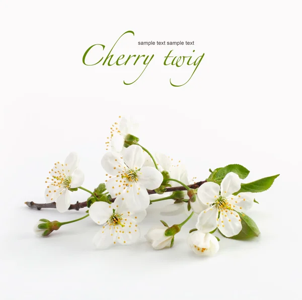 Ramoscello di ciliegio in fiore — Foto Stock
