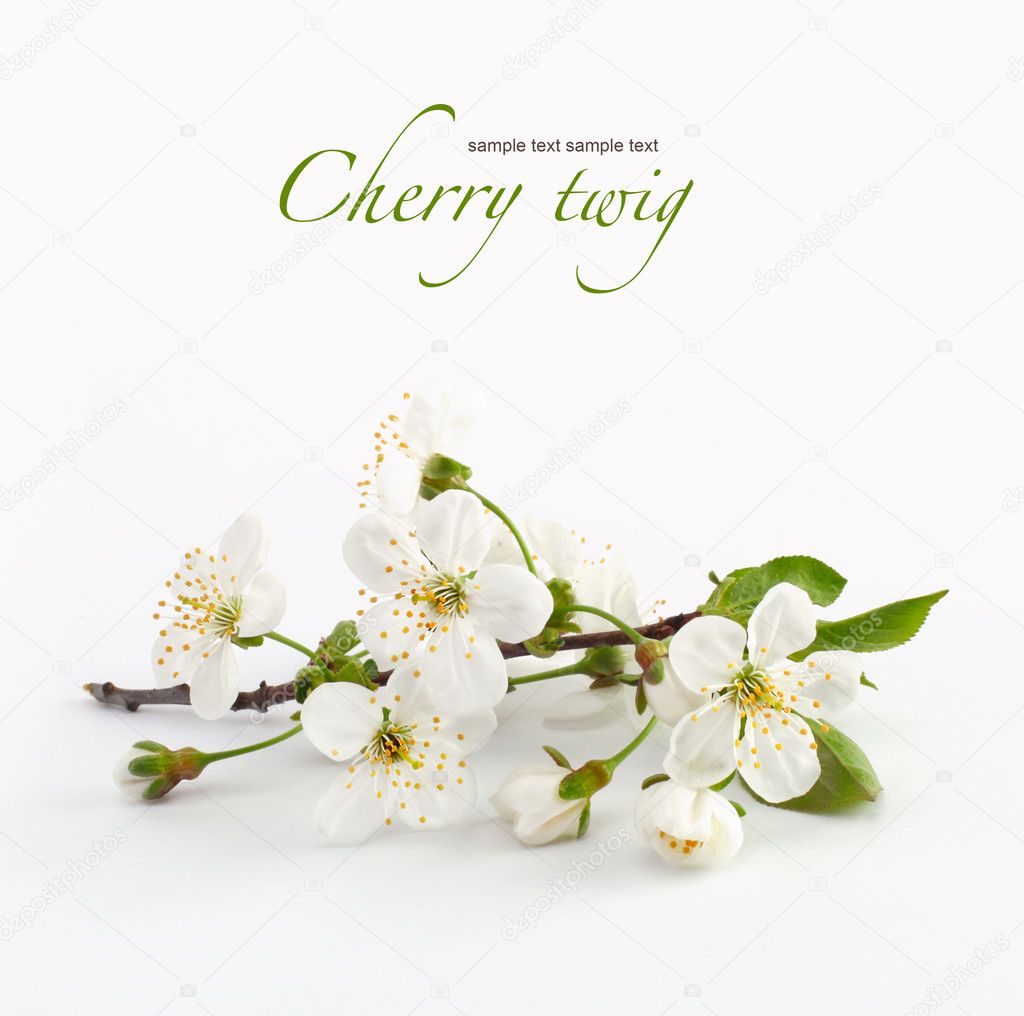 Cherry twig in bloom