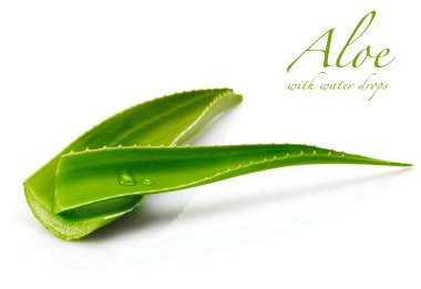 Aloe with water drops clipart