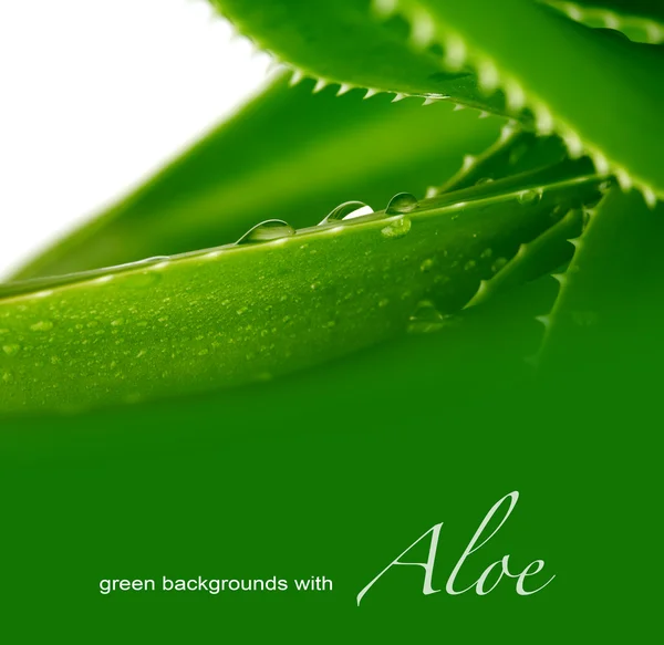 Aloe ile arka plan — Stok fotoğraf
