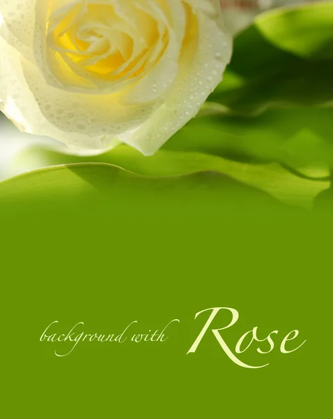 Green background with rose — Stock Photo, Image