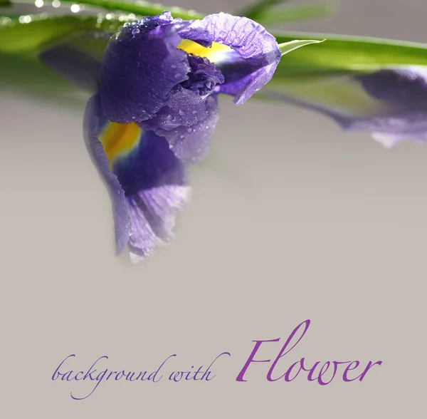 Pozadí s iris květ — Stock fotografie