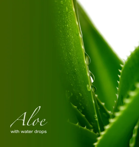 Aloe Vera — Stockfoto