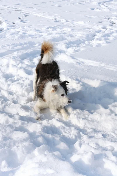 stock image Dog in snow