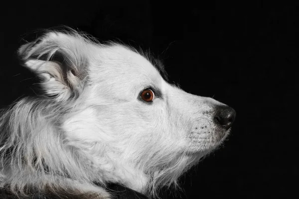 stock image Dog on black background