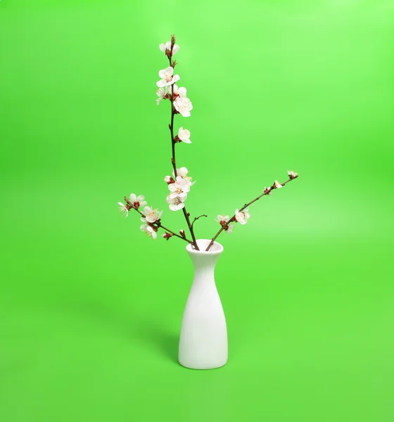 Cherry twig in vaas — Stockfoto