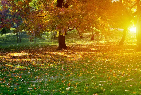 stock image Sun light in autumn park