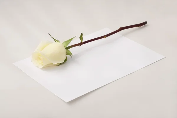 Rose auf Papier — Stockfoto