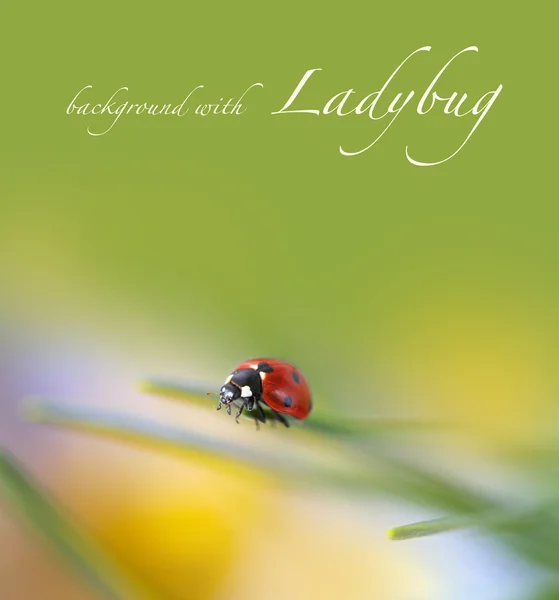 Ladybug on green — Stock Photo, Image