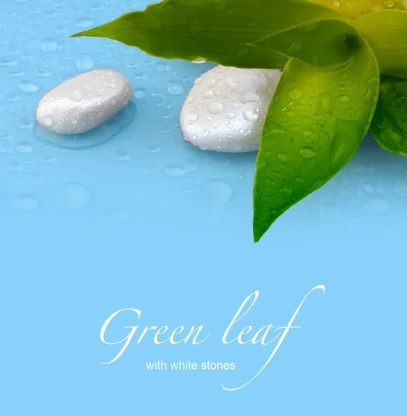 Groen blad met stenen — Stockfoto