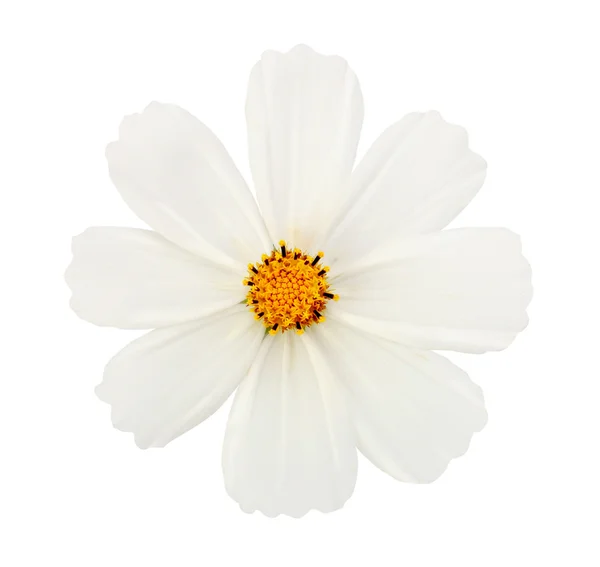 Biały kwiat na białym tle ze ścieżką przycinającą — Zdjęcie stockowe