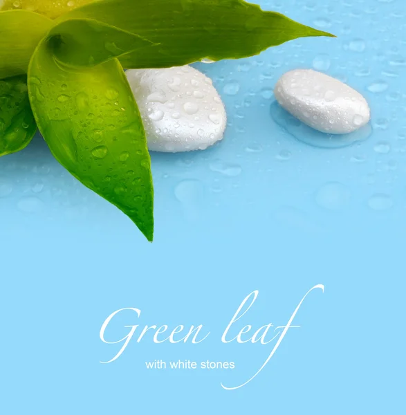 Grünes Blatt mit Steinen — Stockfoto