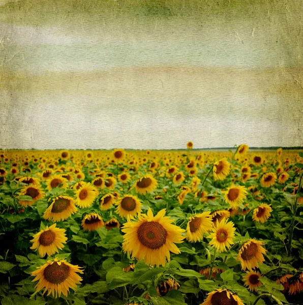 Grunge paper background with sunflower — Stock Photo, Image