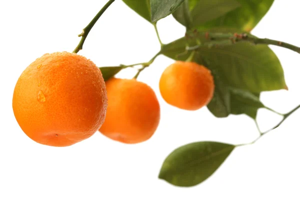 Orange trädgren — Stockfoto