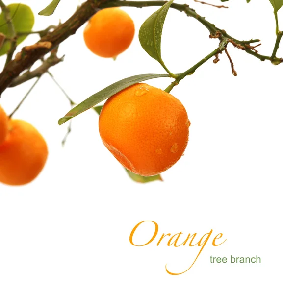 Гілка апельсинового дерева — стокове фото