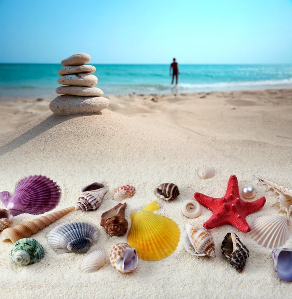 Conchas do mar na praia de areia — Fotografia de Stock