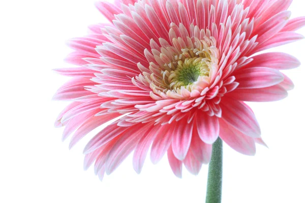 Gerbera virág Polárszűrő — Stock Fotó