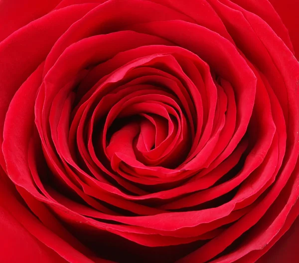 Роза крупным планом — стоковое фото