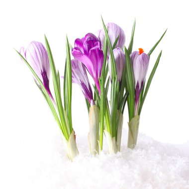 Snowdrops in snow clipart