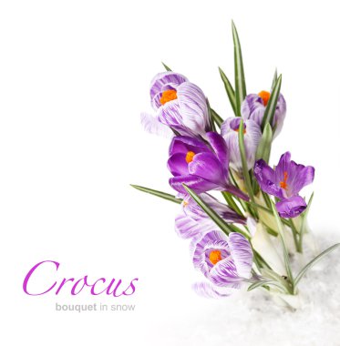 Spring crocus flower in snow clipart